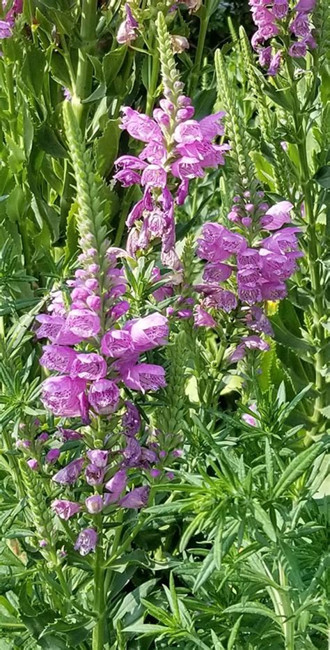 Native Roots Fall Obedient Plant Is Old Fashioned Perennial Favorite Life