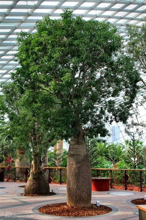 Brachychiton Rupestris Queensland Bottle Tree True Green Nursery