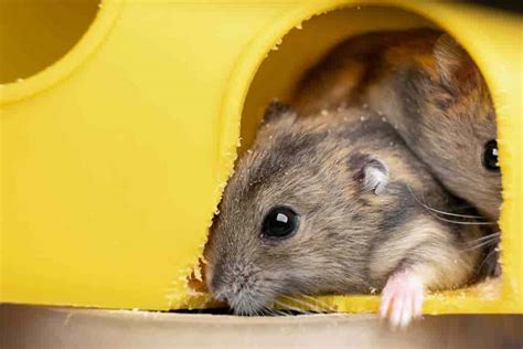 Do Hamsters Hibernate Pets Dimension