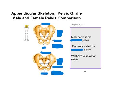 Label Male Vs Female Pelvis Diagram Quizlet