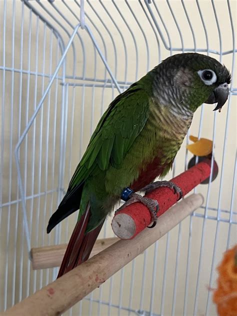 Green Cheek Conure For Sale In Louisville 1 Petzlover