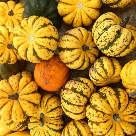 Vitalityandmore — Heirloom Organic Pumpkin Farmers Market