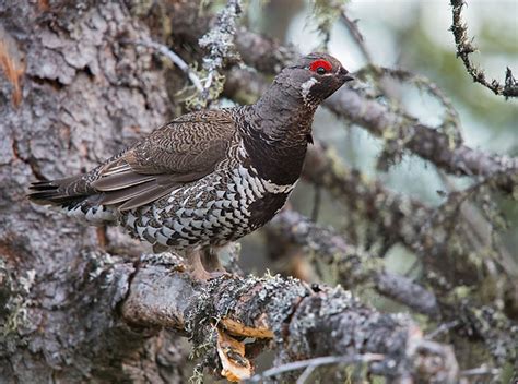 Spruce Grouse Id Facts Diet Habit And More Birdzilla