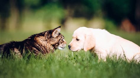 Кошка и собака секреты взаимодействия Питомцы