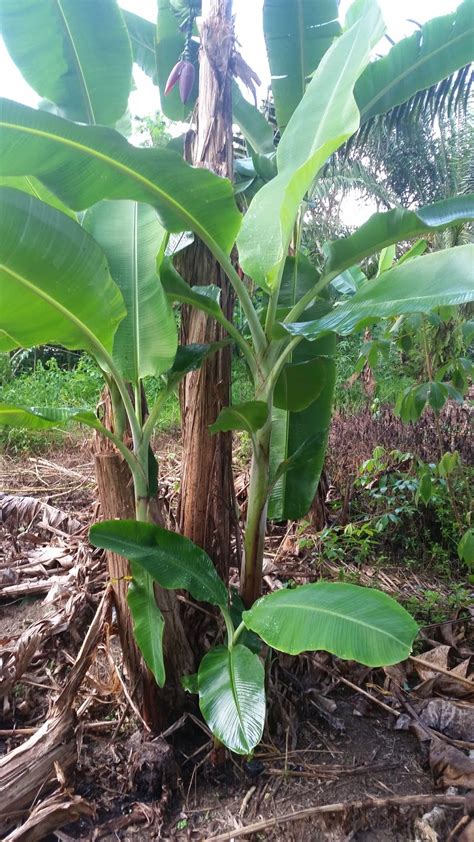 Daun bawang memiliki bentuk yang panjang dan berwarna hijau tua di ujungnya, sedangkan batangnya berwarna hijau muda dengan tekstur sedikit keras. Warisan Petani: Tanaman Pisang 10 : Pisang Nangka.