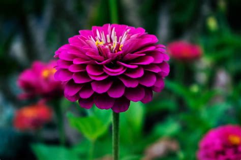 So expect to see a lot of pics taken by me these. Zinnia (Zinnia) | A to Z Flowers