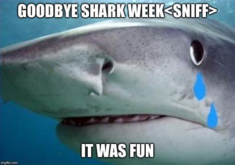 Sad Shark Meme Photos Cantik
