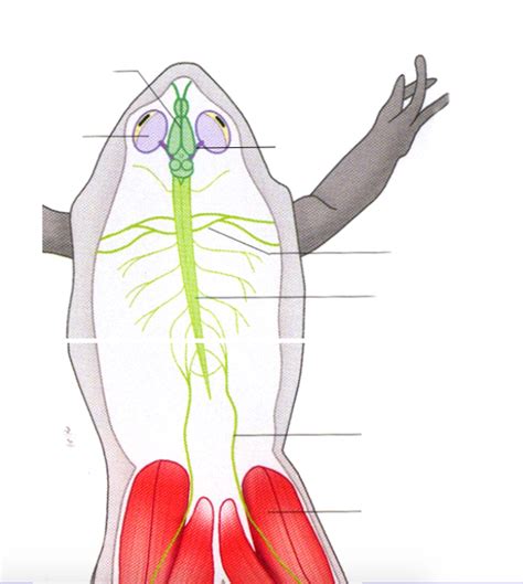 Activité1 Réaliser Une Dissection Pour Observer Lorganisation Des