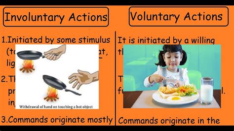 Involuntary Action Vs Voluntary Action Quick Differences Youtube