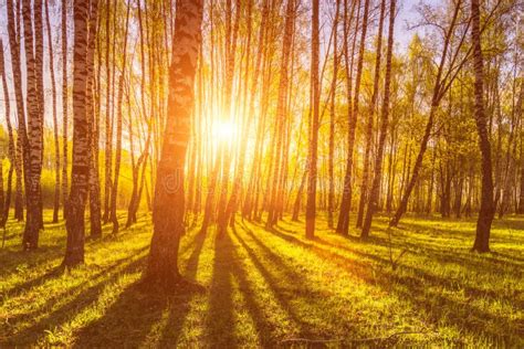 Sunrise Or Sunset In A Spring Birch Forest With Rays Of Sun Stock Photo