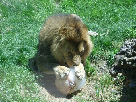 Si compras tu entrada a buin marino en la boletería del zoológico junto con tu entrada al parque, la obtienes a un precio preferencial de $1.000 en vez de los $1.200. Animales del Buin Zoo evitarán el calor tomando helados ...