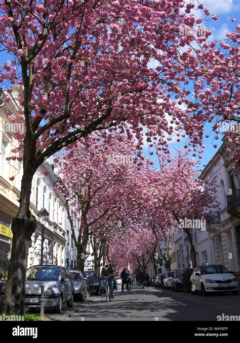 Bonn Germany April 18 2016 Rows Of Cherry Blossoms Sakura Trees In
