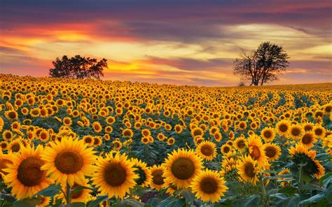 Sunflower Farm Field Yellow Flowers Beautiful Sunset