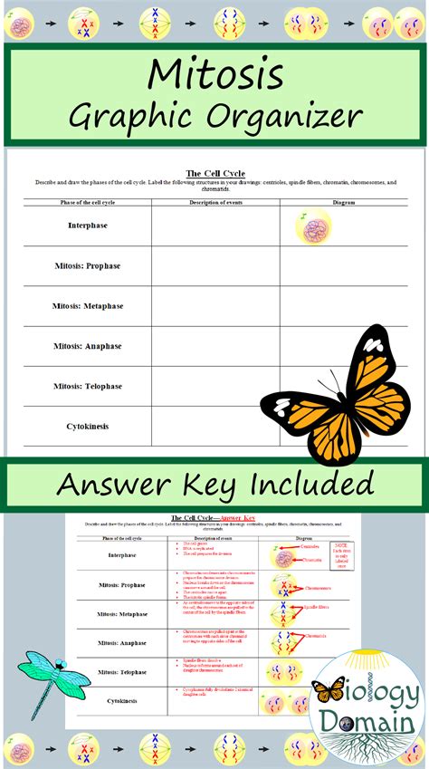 Cell Division Reinforcement Worksheet Printable Word Searches
