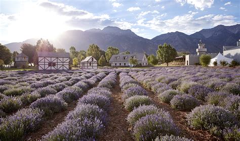 It has been compared to a cult. North American Farms | Young Living Essential Oils