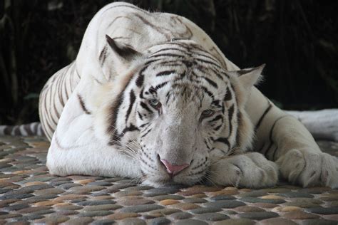 Free Photo Tiger White Tiger Zoo Animals Free Image On Pixabay