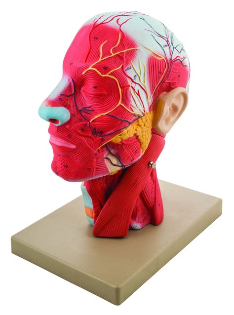 Model Human Head Cross Sectional Neck Life Size Cranium — Eisco Labs