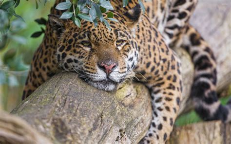 Jaguar On A Tree Branch Wallpaper Animal Wallpapers 46898