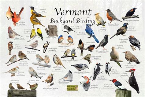 Birds Of Vermont Backyard Birding Identification Picture Print Great
