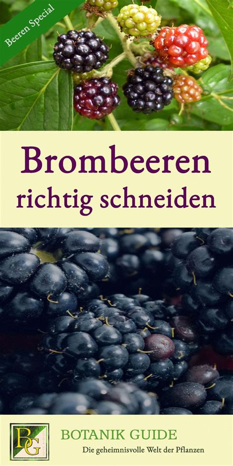 Mit einem jährlichen schnitt halten sich zeit und mühe dann in grenzen und der. Brombeeren schneiden: So liefert der Strauch reiche Ernte ...