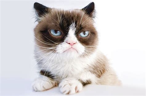 Why Indie Rock Managers Are Repping Viral Stars Like Grumpy Cat And The