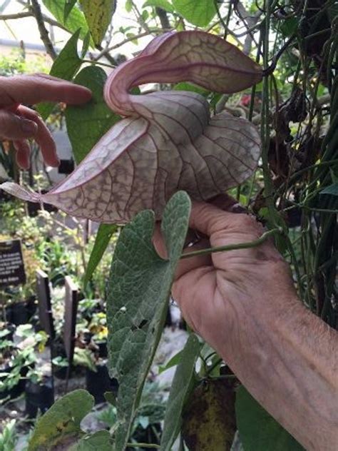 Contribo Duck Plant Birthwort Flor de Pato | Etsy