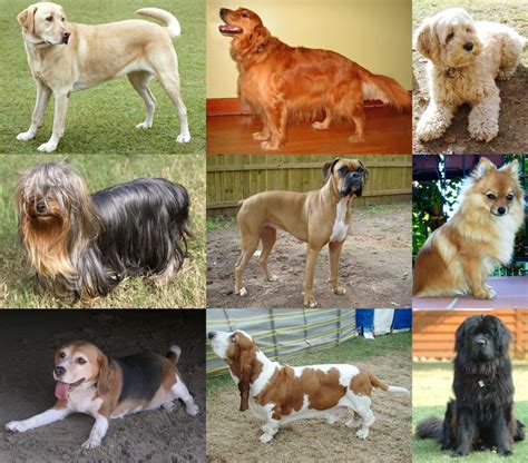 Top 10 Most Popular Dog Breeds In The Uk
