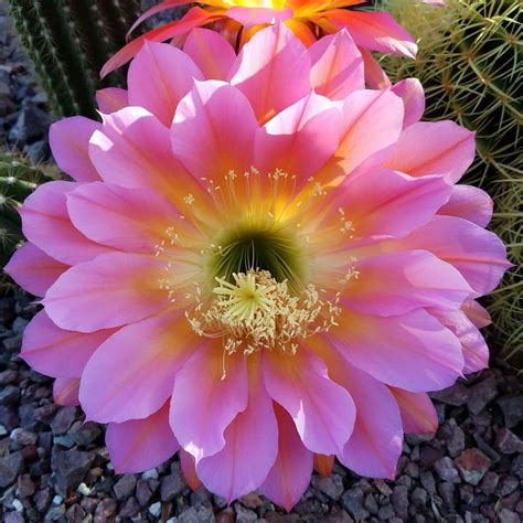 Cactus That Blooms Only One Day A Year Seen In Tucson Arizona