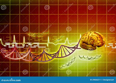 Human Brain And Dna Stock Illustration Illustration Of Anatomy 29666211