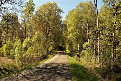 2560x1702 Forest Green Landscape Nature Outdoors Outside Road