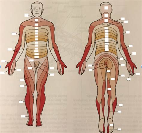 Lower Limb Anterior Dermatome Diagram Quizlet Hot Sex Picture