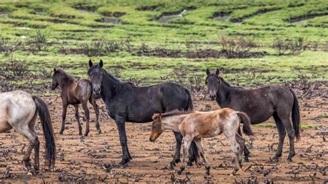 Explainer Feral Horses In Australia