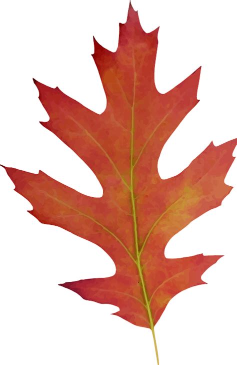 Red Oak Leaf Clipart Free Download Transparent Png Creazilla