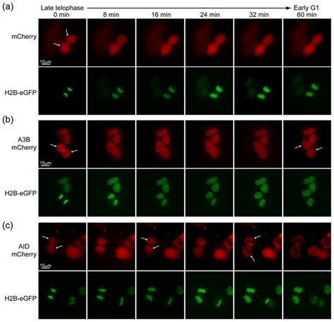 A3b And Aid Localize Differently During The Mitosis Representative