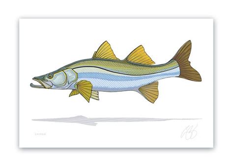 Snook Print Fly Fishing Art Fish Illustration Fish Print