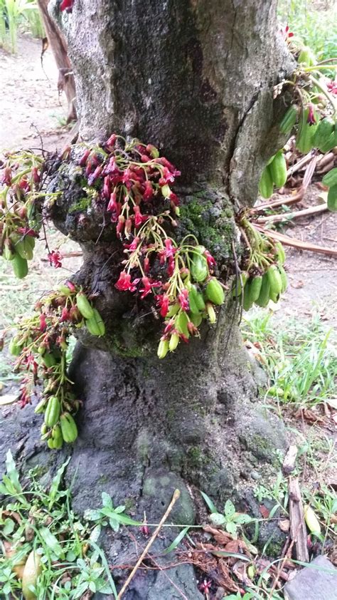 Pokok belimbing buluh (nama lain: Warisan Petani: Pokok Belimbing Buluh.