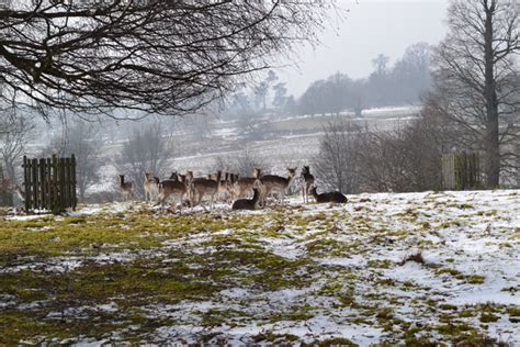 Web 660 Deer In Snow Knole 2018 03 03 143747 Kent Walks Near London