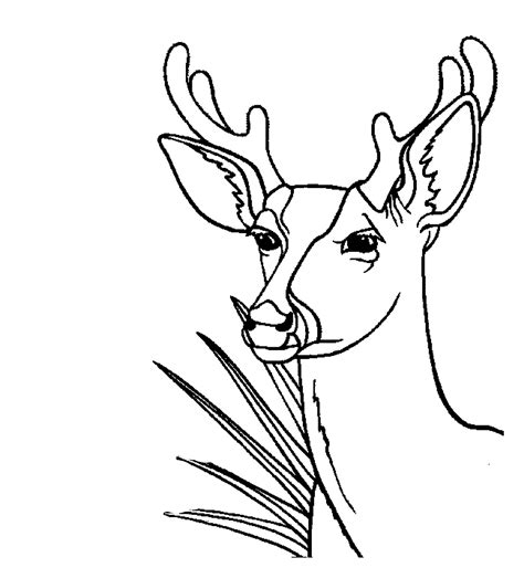 Coloring Page Deer 2660 Animals Printable Coloring Pages