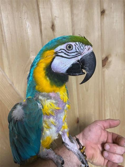 Parrot For Adoption Lgr Macaws A Macaw In Woodbridge Nj Petfinder