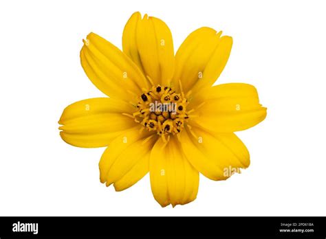 Top View Of Natural Single Beautiful Wild Yellow Flower Isolated On
