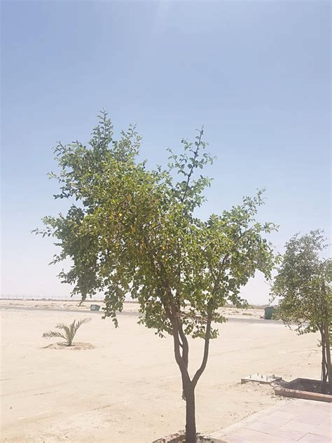 فإن قيل لِمَ اختيرت السِّدرة لهذا الأمر دون غيرها من الشجر؟ شجرة السدر في تونس - Shajara