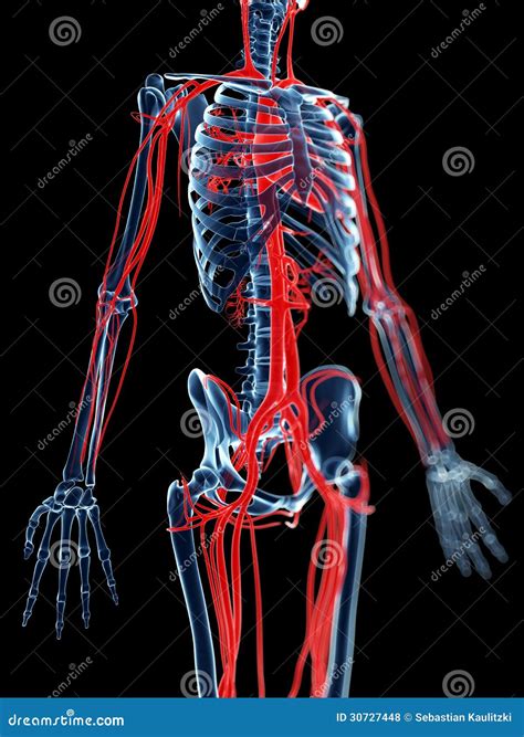 Blood Vessels And Skeleton Stock Illustration Illustration Of Chambers