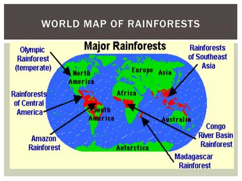 World Map Location Of Tropical Rainforest The Different Types Of