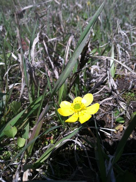 Wildflower Spotting A Sure Sign Of Spring In Montana Montana Hunting