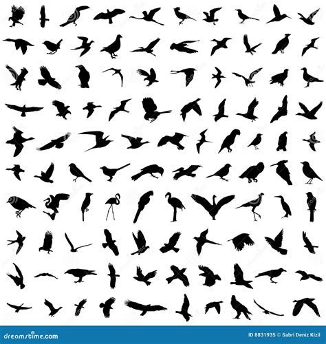 100 Birds Royalty Free Stock Photo Image 8831935