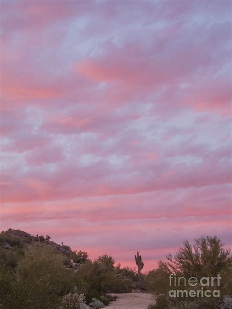 Pink Sky Desert Sunset Photograph By Tamara Becker Fine Art America
