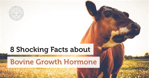 8 Shocking Facts About Bovine Growth Hormone