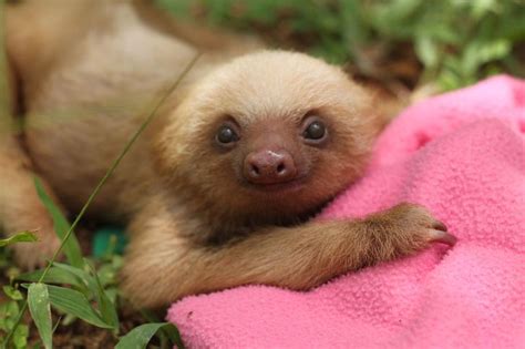 These Photos Of Orphaned Sloths Will Make You Feel Warm And Fuzzy Inside