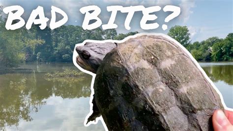 Bitten By A Snapping Turtle Youtube