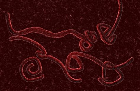 Bbc news asks what the disease is and how it can be stopped. Virus Genetic Mutation: Mystery Illness Kills 23 in Guinea